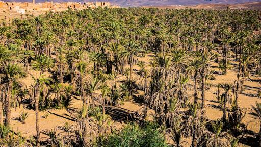 Palm oasis in valley near NKob village in Morocco