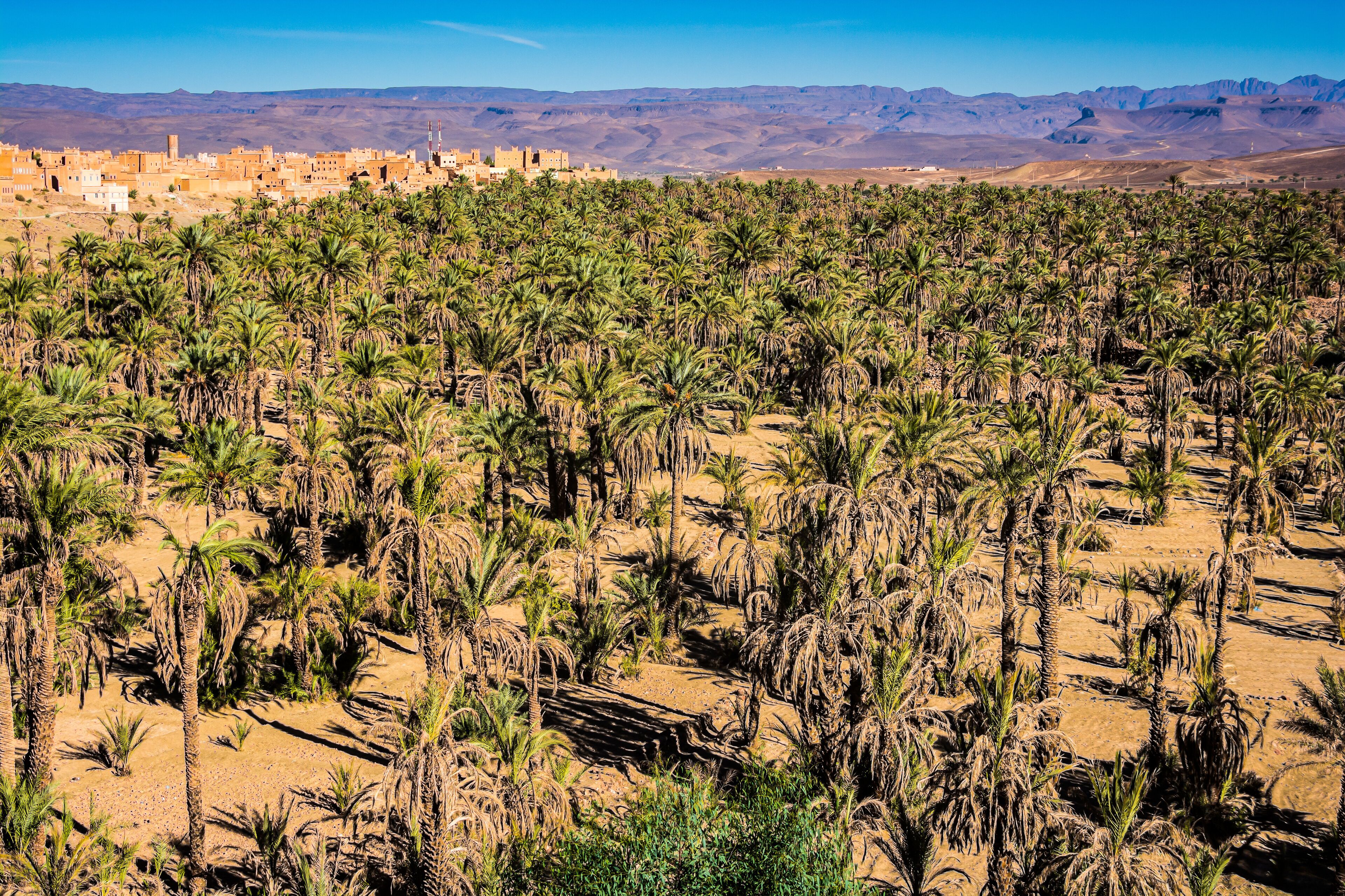 A desert landscape with palm trees and a distant city.