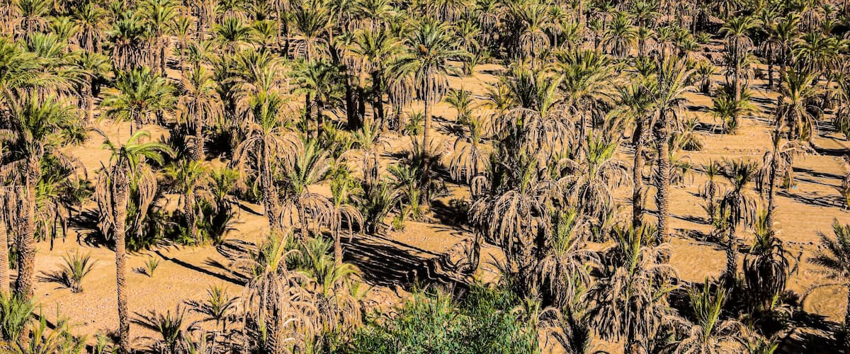A desert landscape with palm trees and a distant city.