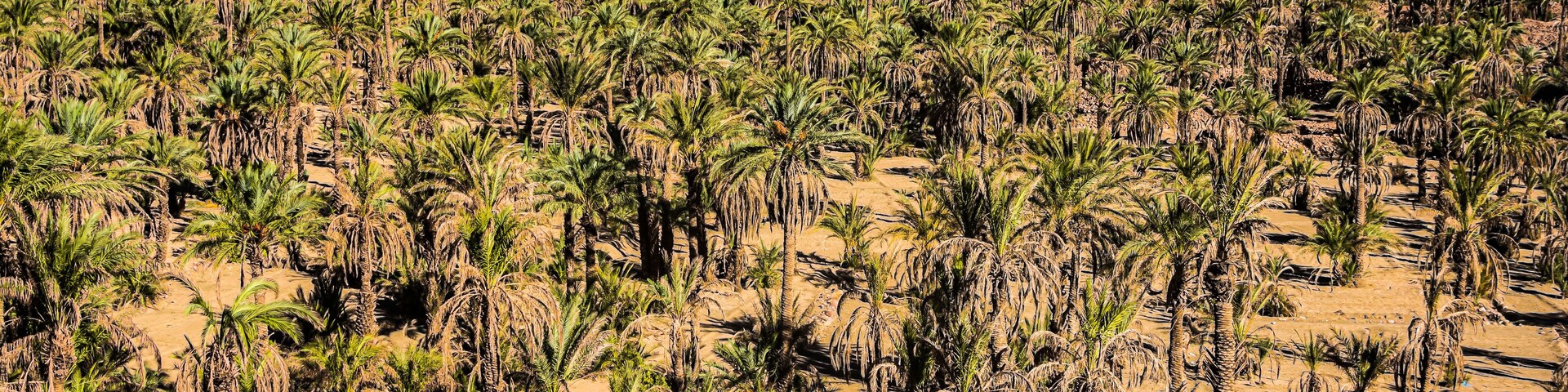 A desert landscape with palm trees and a distant city.