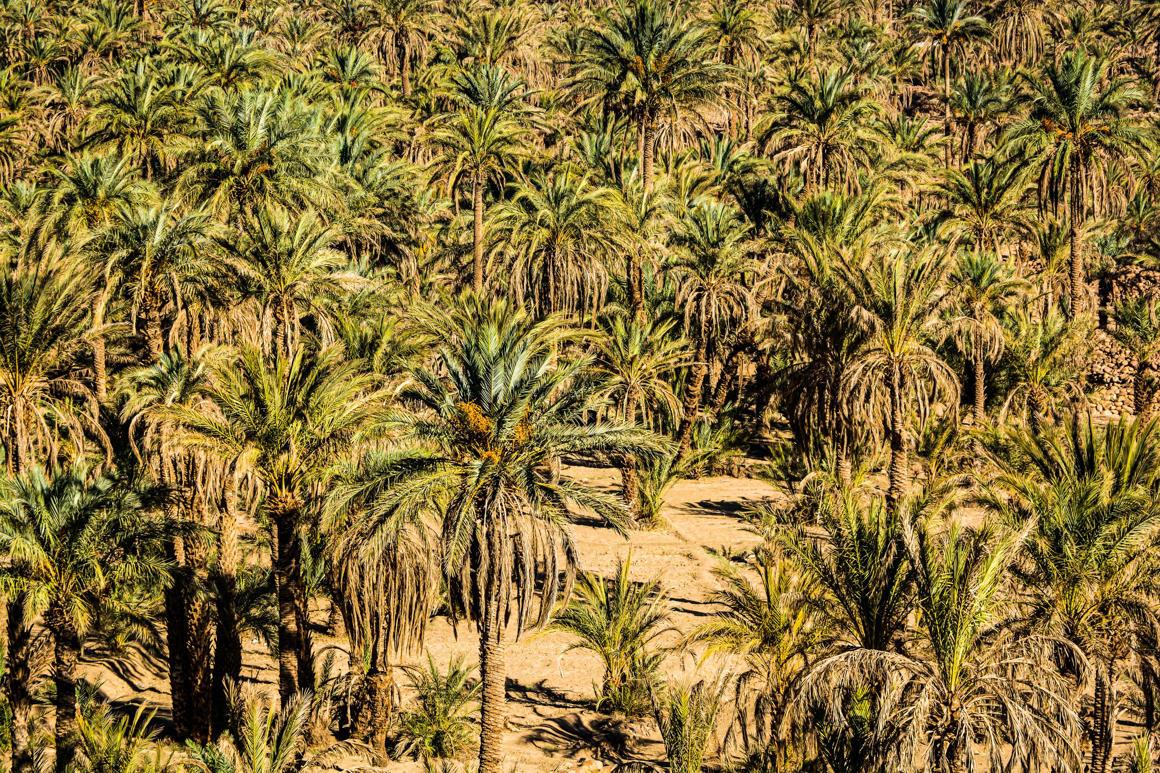 Palm oasis in valley near NKob village in Morocco