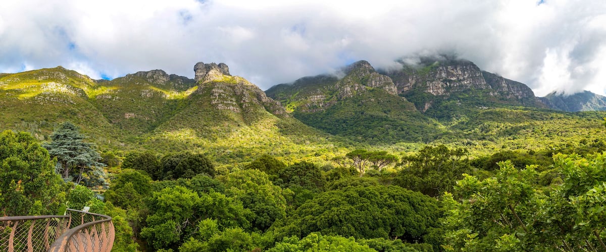 Panorama of the east side of table mountain and the forest of the botanical garden Kirstenbosch, treetop path, Cape Town, South Africa