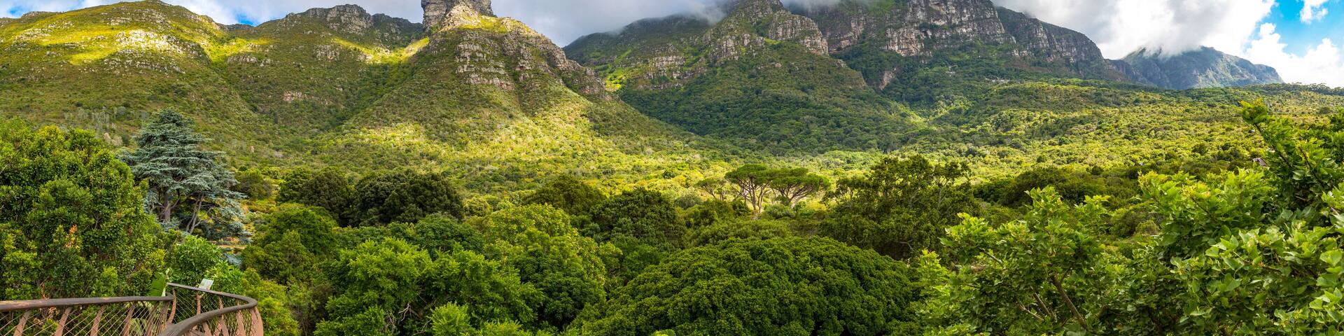 Panorama of the east side of table mountain and the forest of the botanical garden Kirstenbosch, treetop path, Cape Town, South Africa