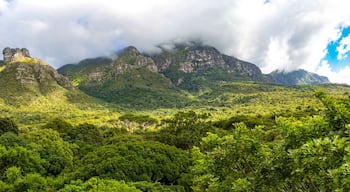 Panorama of the east side of table mountain and the forest of the botanical garden Kirstenbosch, treetop path, Cape Town, South Africa