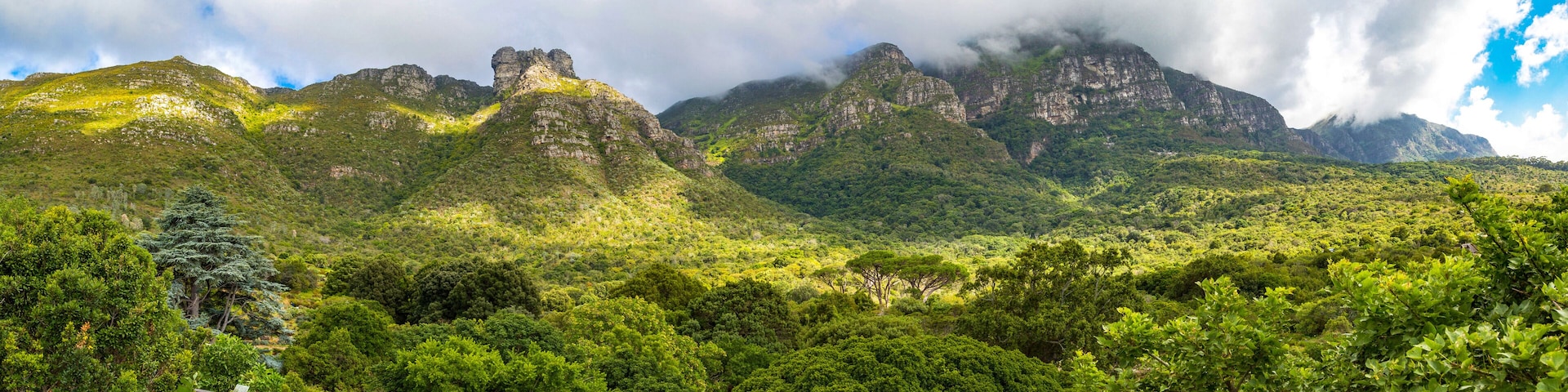 Panorama of the east side of table mountain and the forest of the botanical garden Kirstenbosch, treetop path, Cape Town, South Africa