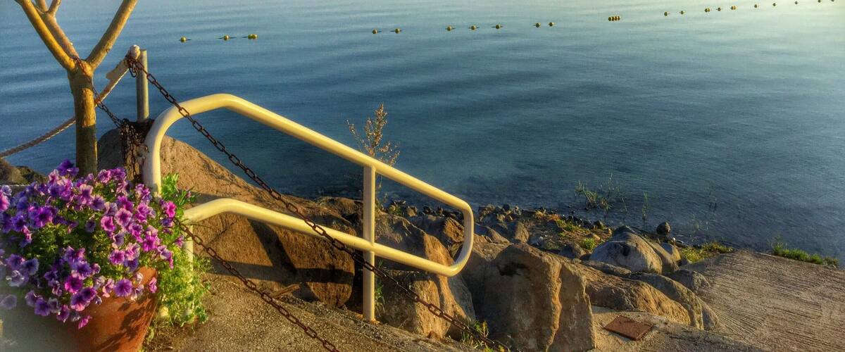 A calm lake with a metal railing, a tree, and purple flowers.