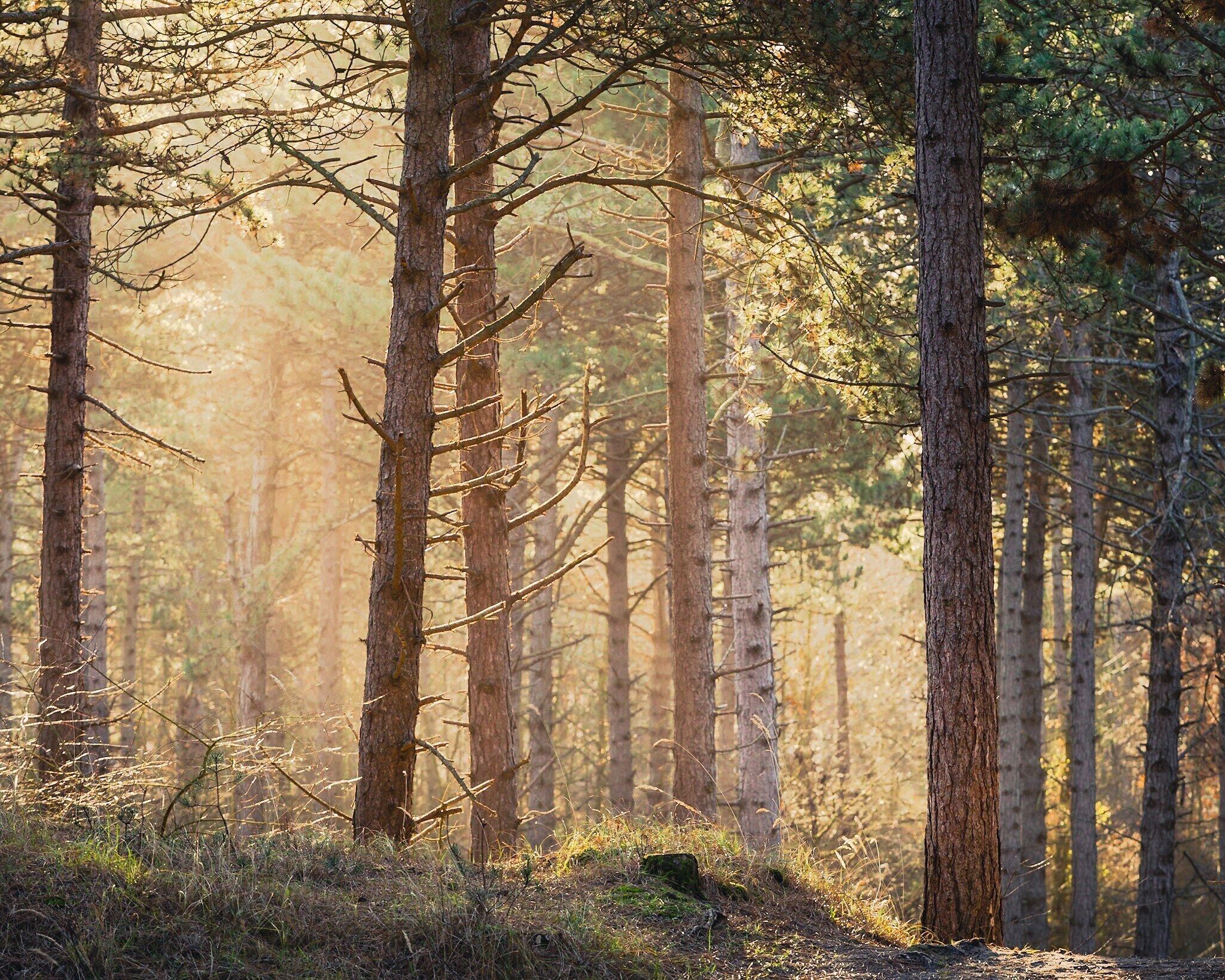 One of the prettiest dune forests in the Netherlands is at Westenschouwen in Zeeland if you ask me. Just check it out! 