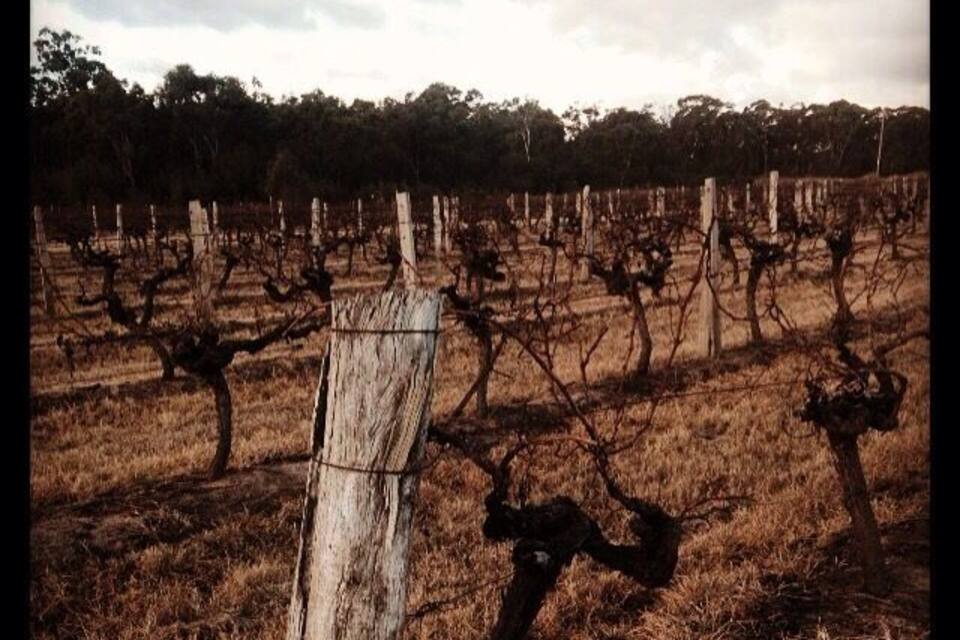A vineyard with rows of grapevines and a wooden fence in the foreground.