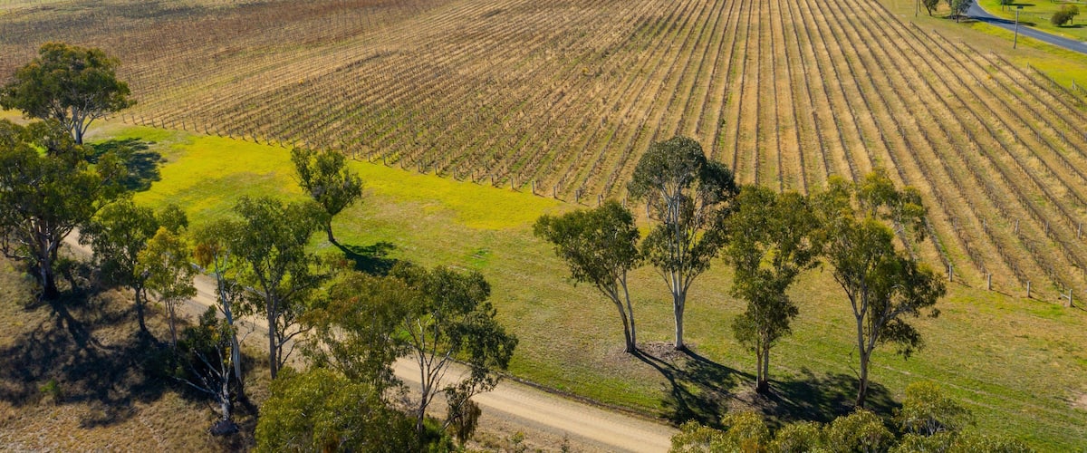 A vast agricultural field with rows of crops, a dirt road, and scattered trees.