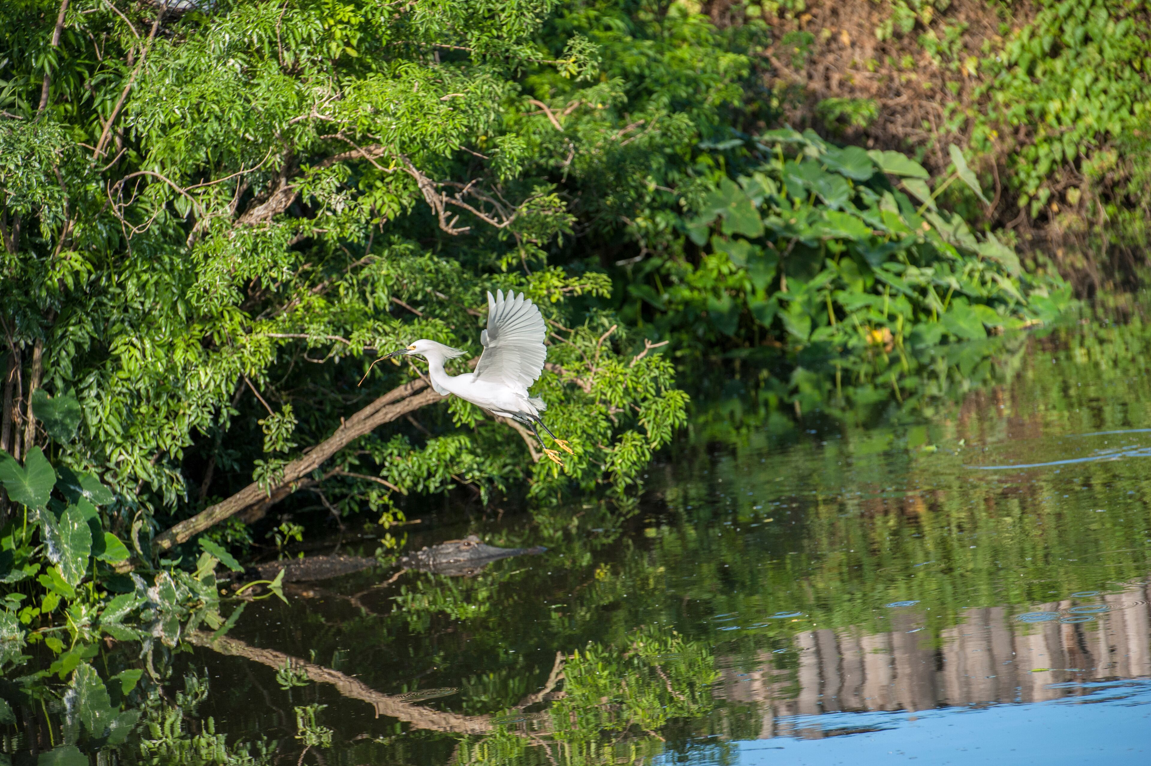USA, Florida, Orlando, Snowy Egret, Gatorland.