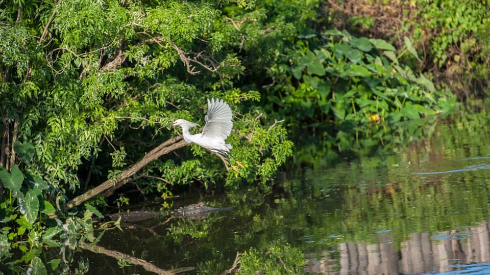USA, Florida, Orlando, Snowy Egret, Gatorland.