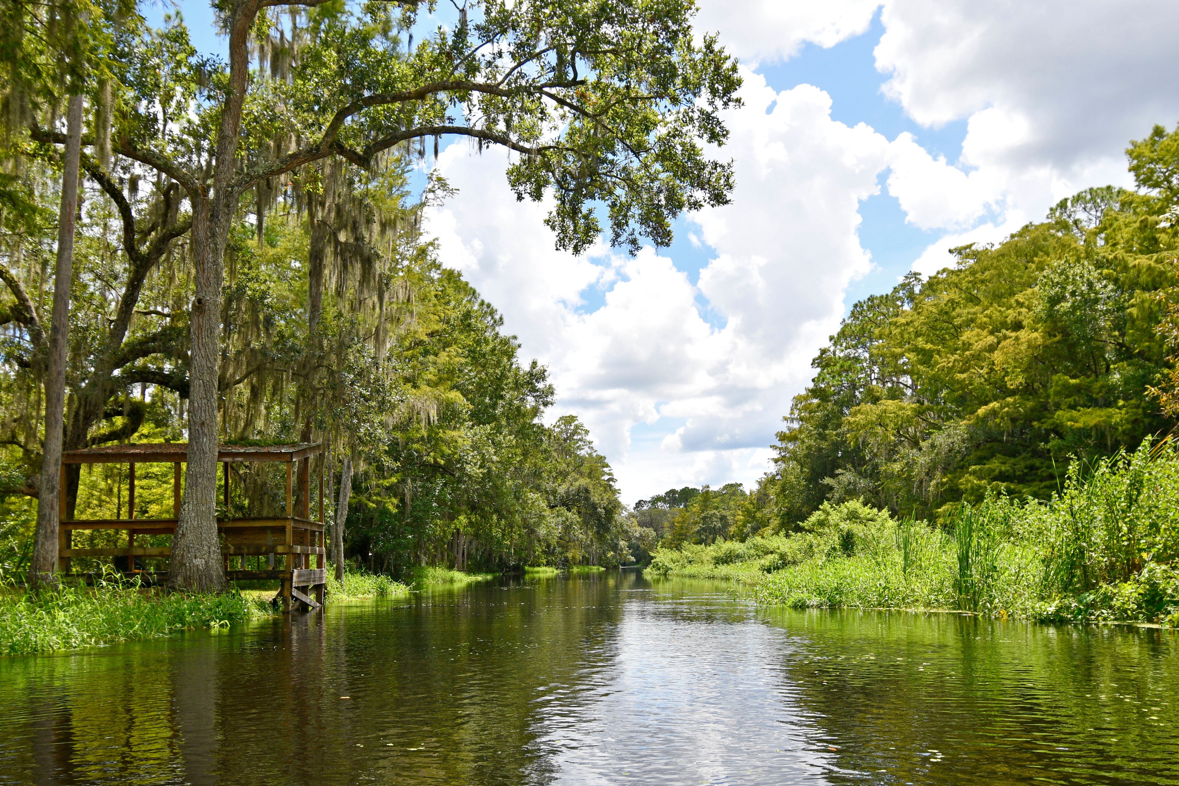 Exploring Shingle Creek on a kayak Eco Tour through a beautiful cypress forest in Kissimmee,Osceola County just south of Orlando, Florida