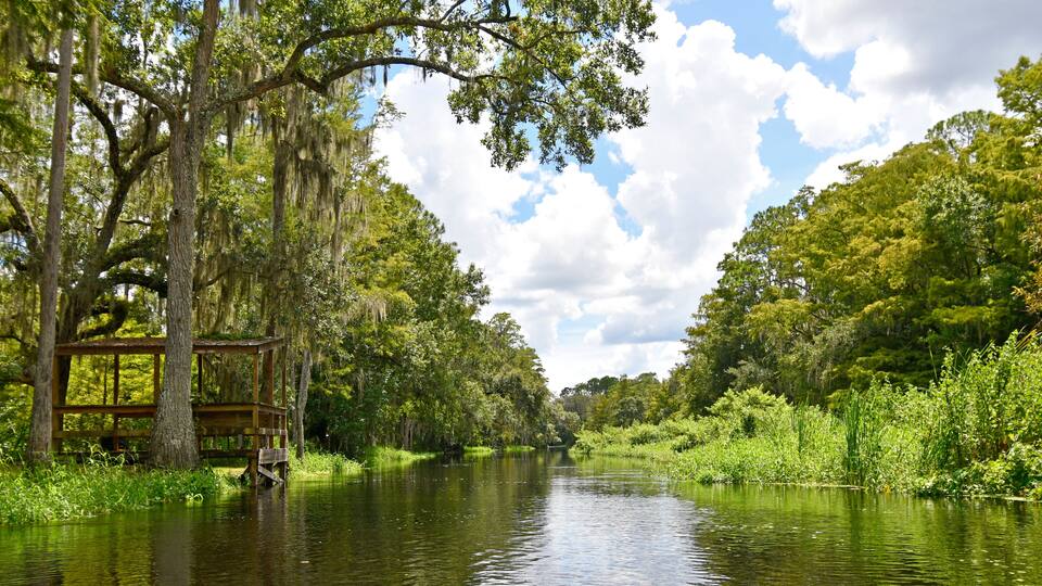 Exploring Shingle Creek on a kayak Eco Tour through a beautiful cypress forest in Kissimmee,Osceola County just south of Orlando, Florida
