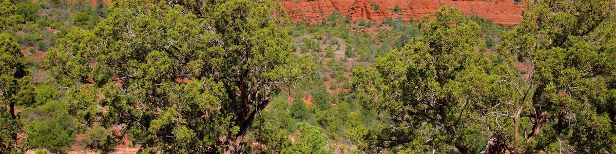 Oak Creek Canyon showing a gorge or canyon and tranquil scenes