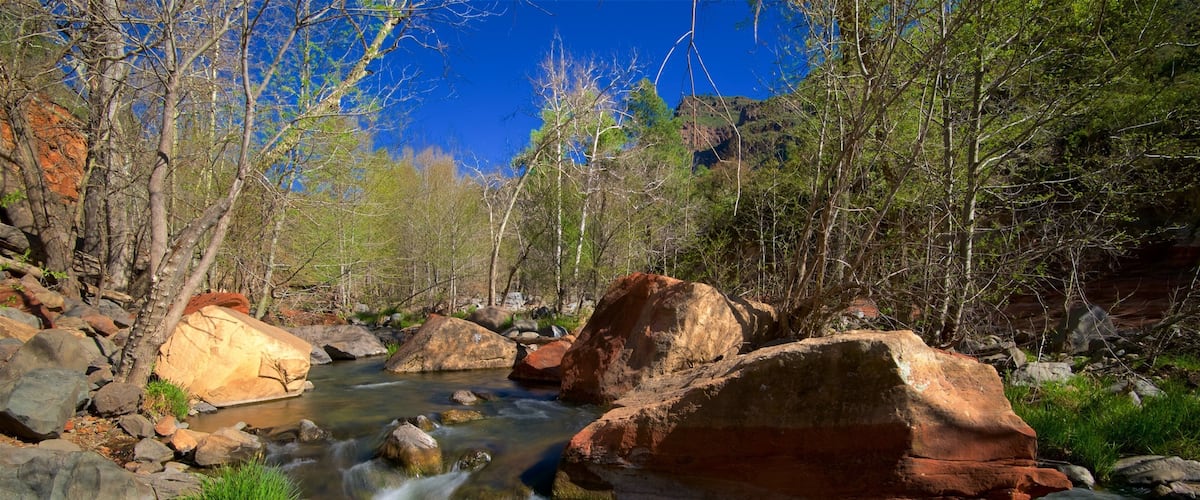 Oak Creek Canyon mostrando cenas de floresta e um rio ou córrego