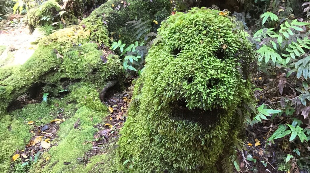 Carved into the bushes on a hike.