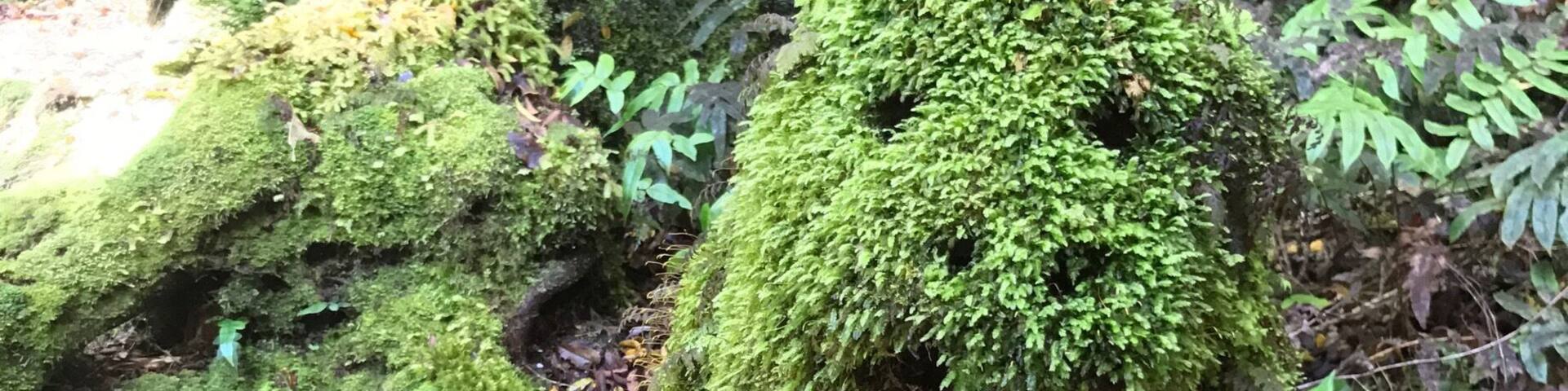 Carved into the bushes on a hike.