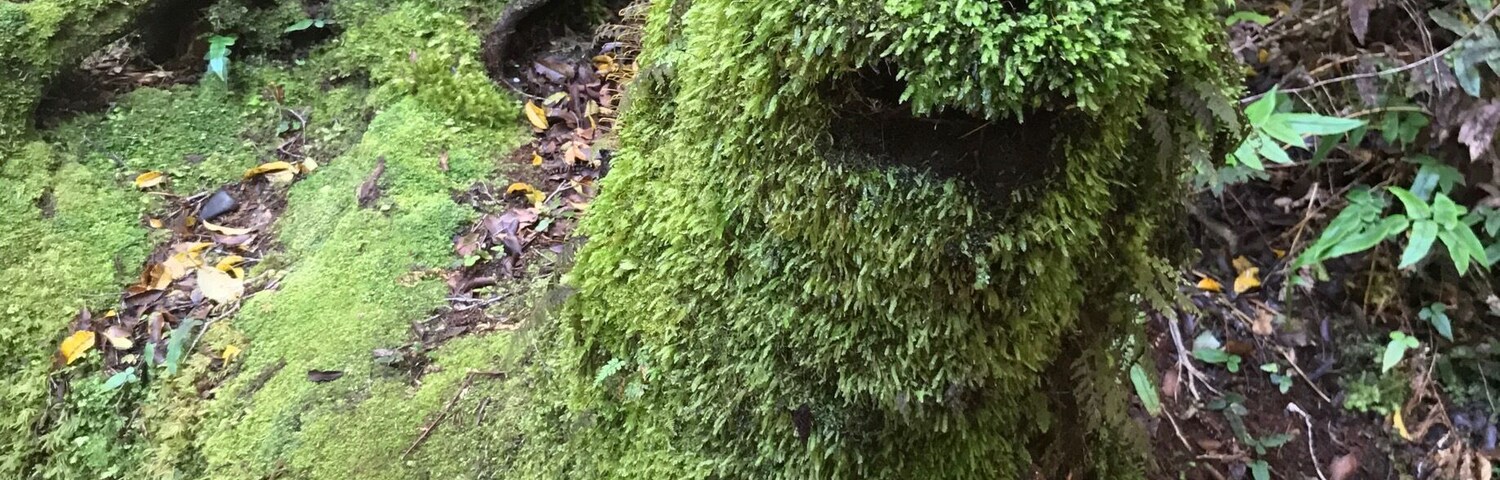Carved into the bushes on a hike.