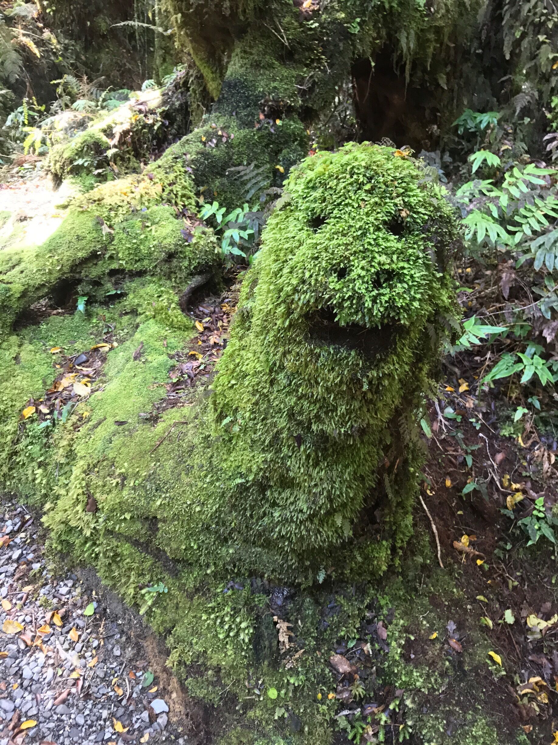 A moss-covered rock formation in a forest.