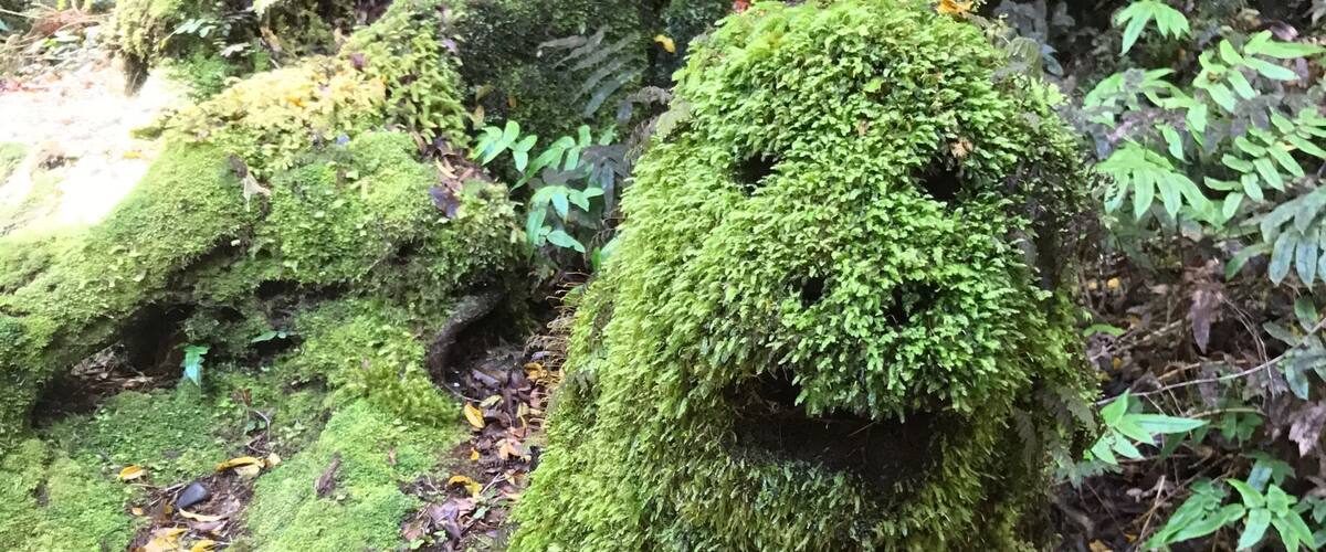 A moss-covered rock formation in a forest.