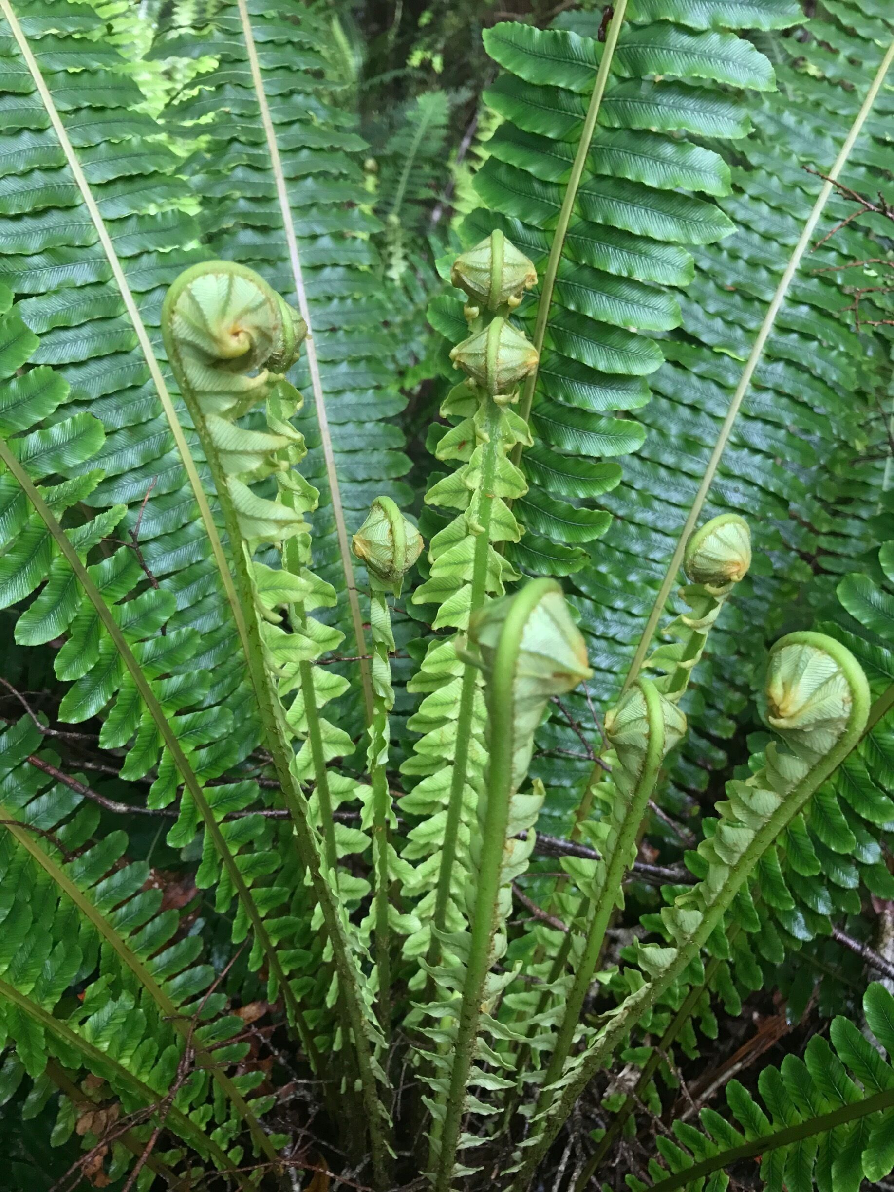 Ferns!