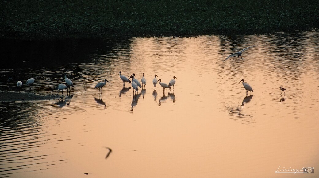 Just a bit further away from the Suchindram Theroor Bird Sanctuary is this pond beside the National Highway, where you'll find no less than a few hundred cranes, pelicans and other birds mostly during the migration period which is usually during the months between October to January!