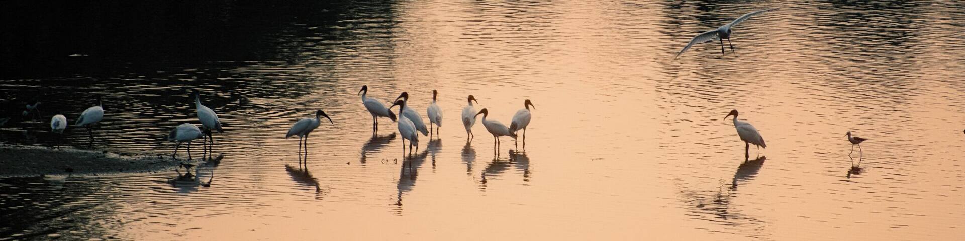 Just a bit further away from the Suchindram Theroor Bird Sanctuary is this pond beside the National Highway, where you'll find no less than a few hundred cranes, pelicans and other birds mostly during the migration period which is usually during the months between October to January!
