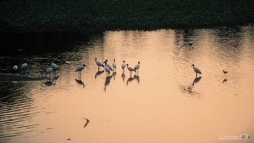 Just a bit further away from the Suchindram Theroor Bird Sanctuary is this pond beside the National Highway, where you'll find no less than a few hundred cranes, pelicans and other birds mostly during the migration period which is usually during the months between October to January!