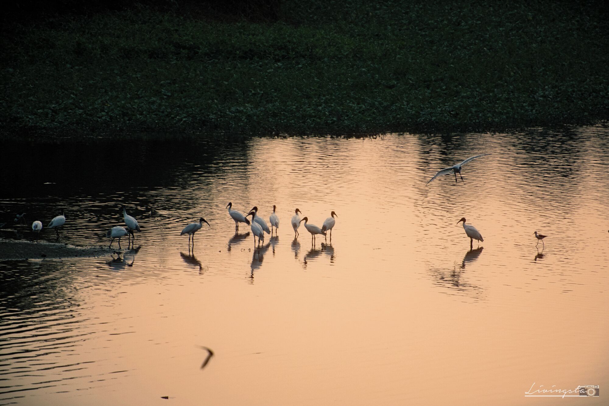 A group of birds standing in a calm body of water with reflections of the birds and surrounding trees.
