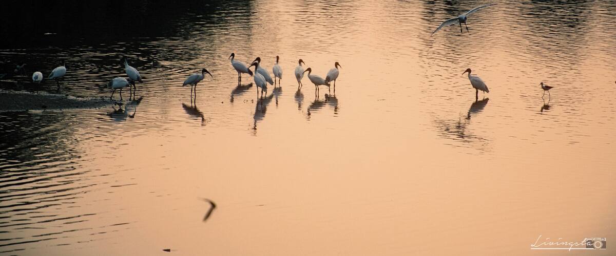 A group of birds standing in a calm body of water with reflections of the birds and surrounding trees.