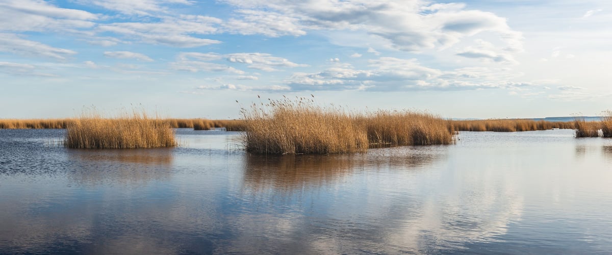 A calm lake with tall grasses and reeds in the foreground, reflecting the sky.