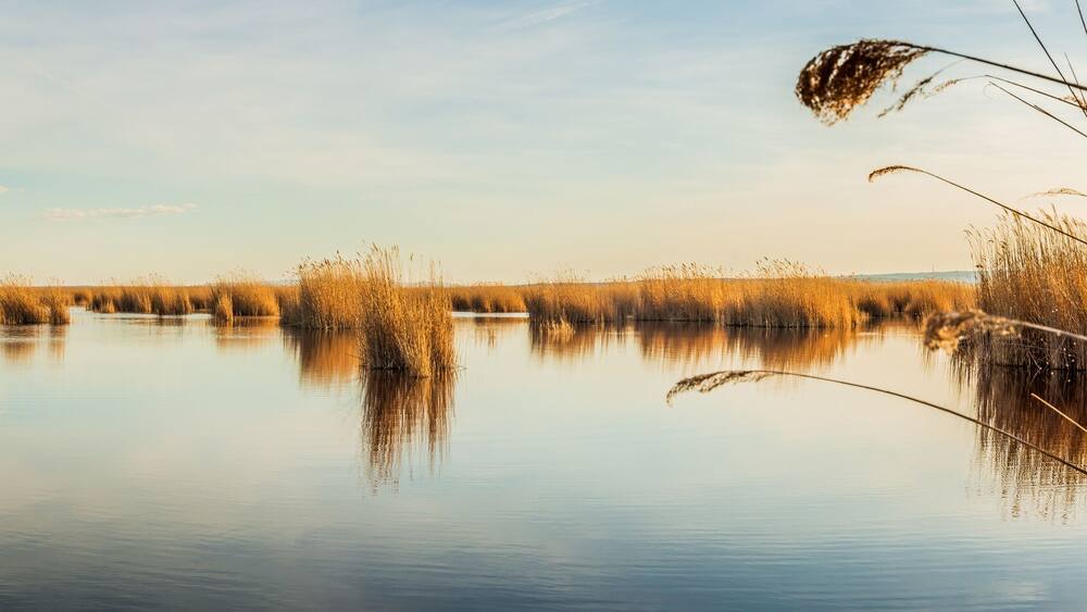 Seewinkel im Nationalpark Neusiedler See (A)