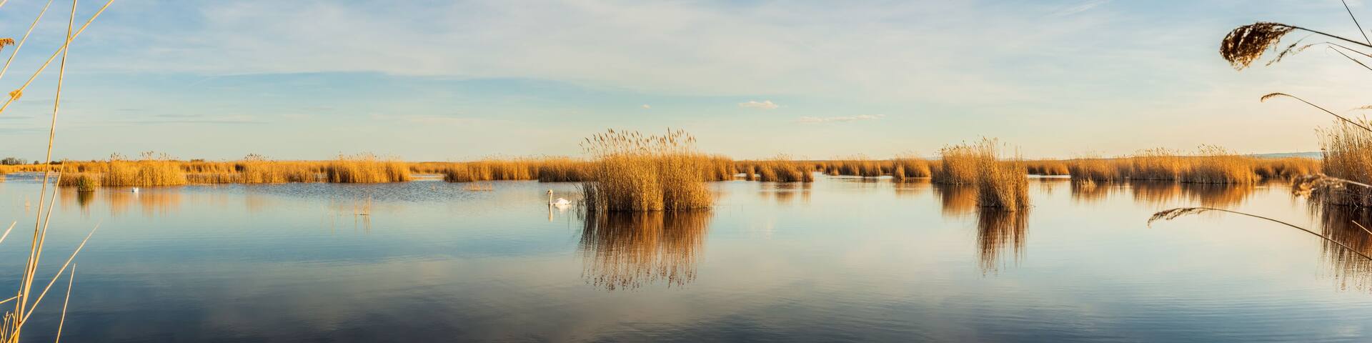 Seewinkel im Nationalpark Neusiedler See (A)