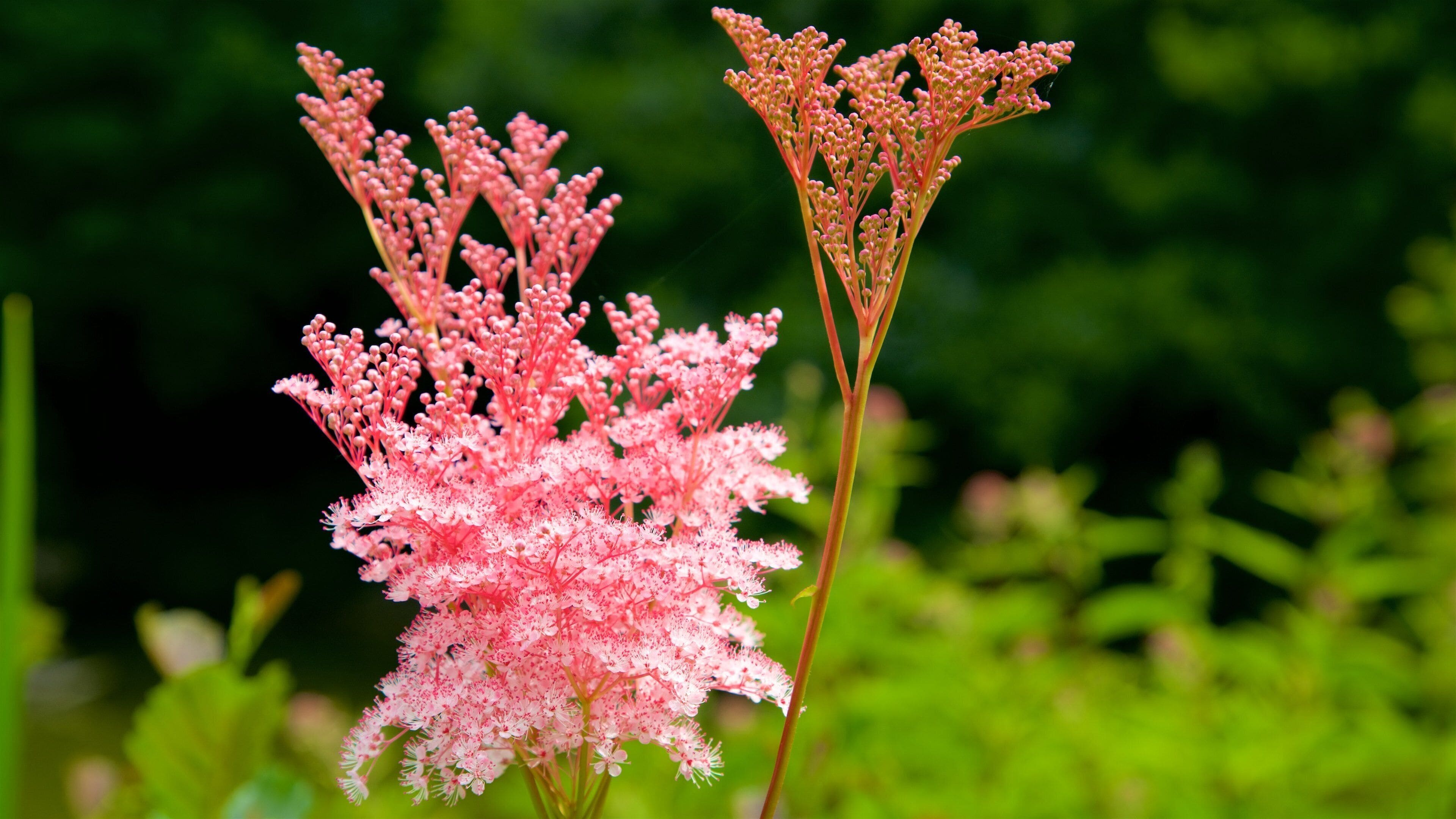 Palmengarten mostrando flores silvestres