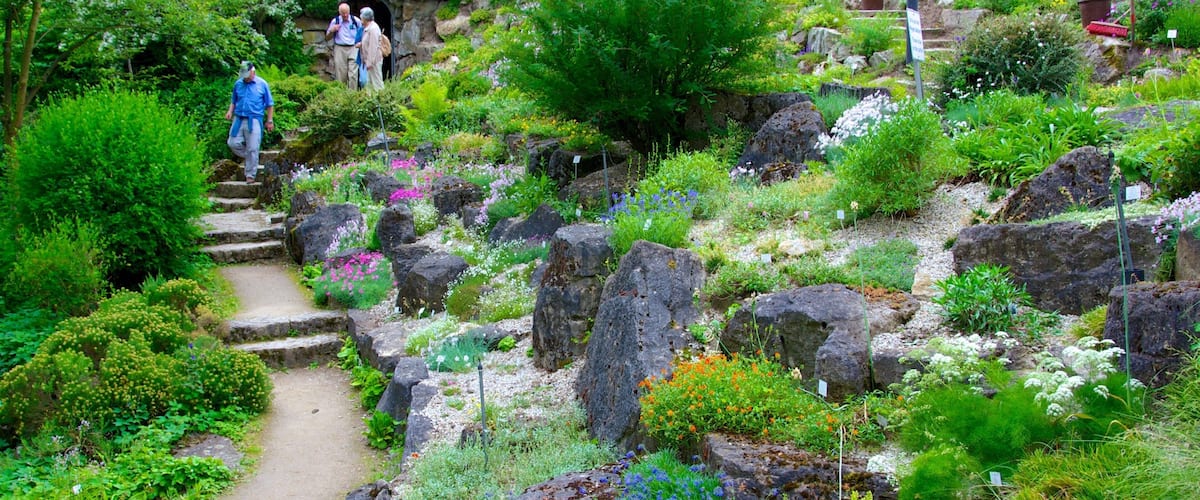 Jardines Palmengarten que incluye flores y un jardín