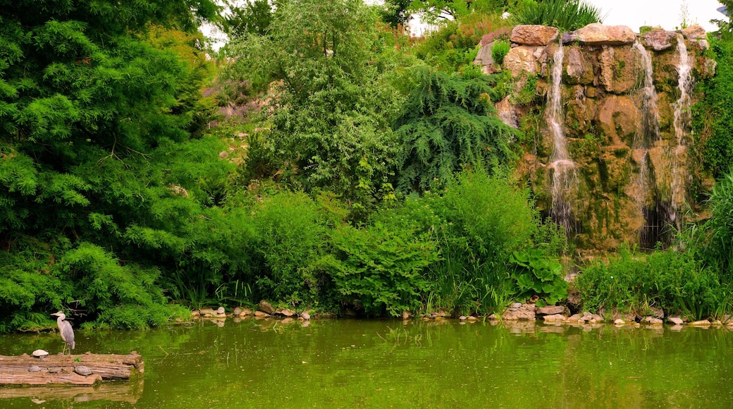 Palmengarten showing a lake or waterhole and a waterfall