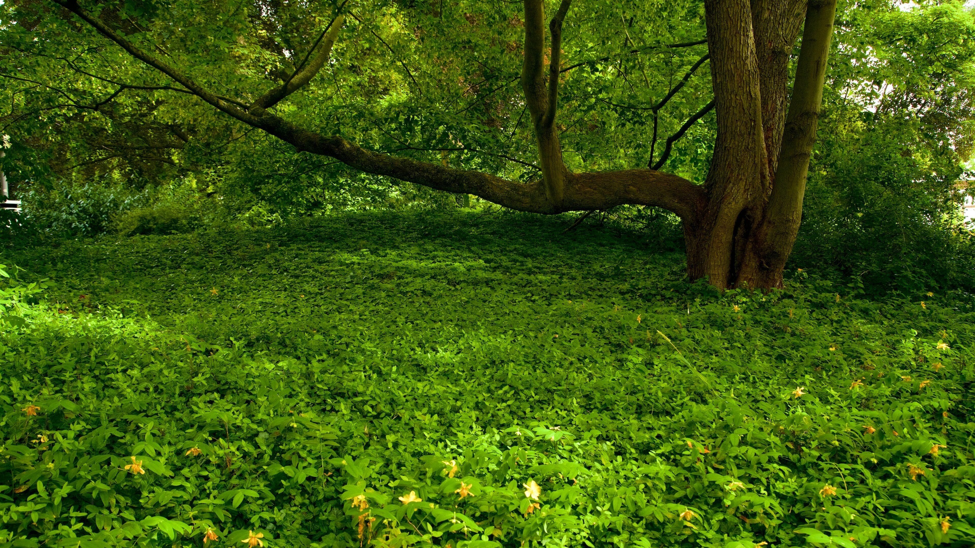 Palmengarten que inclui um jardim