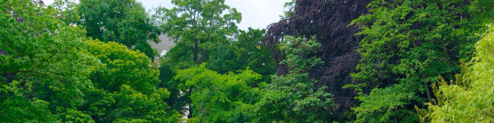 Palmengarten showing a lake or waterhole, boating and tropical scenes