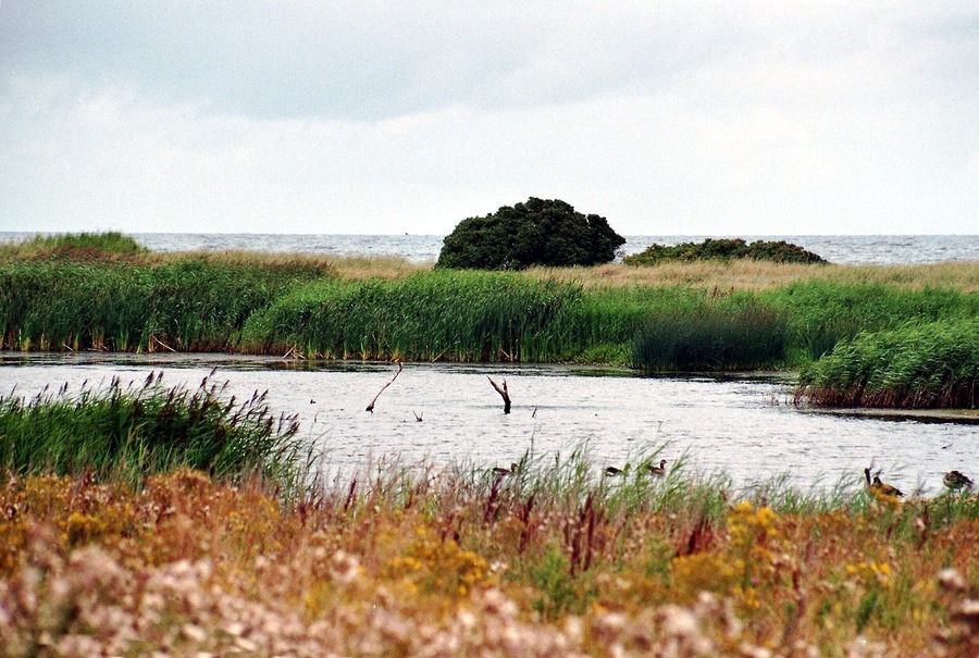 A river with reeds and a small island in the distance.