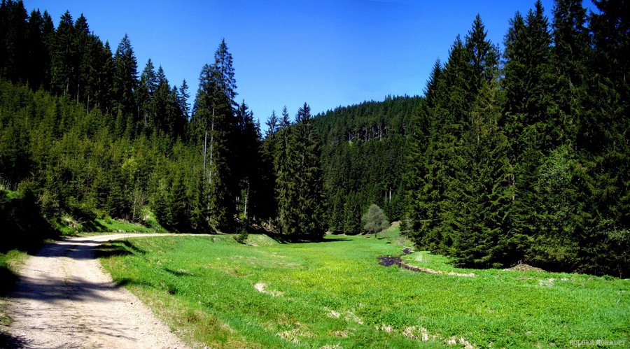 A dirt path through a forested area with dense green trees and a clear blue sky.