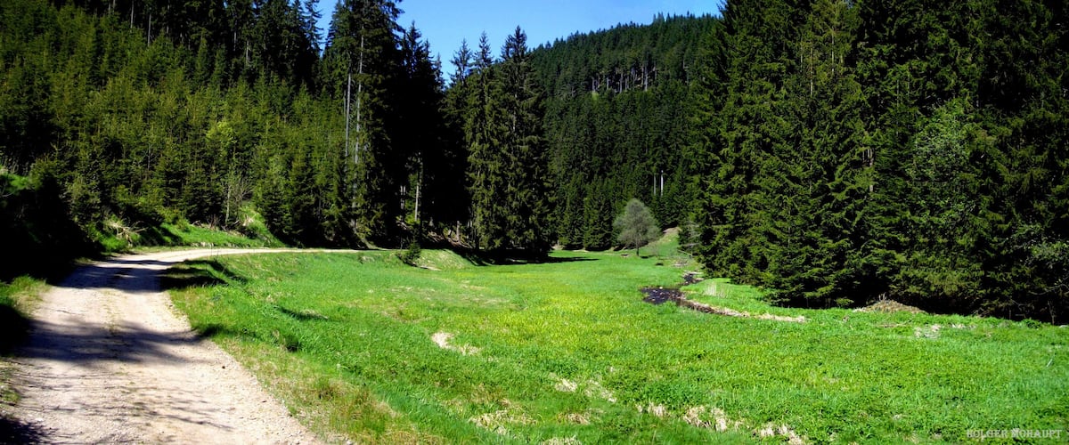 A dirt path through a forested area with dense green trees and a clear blue sky.
