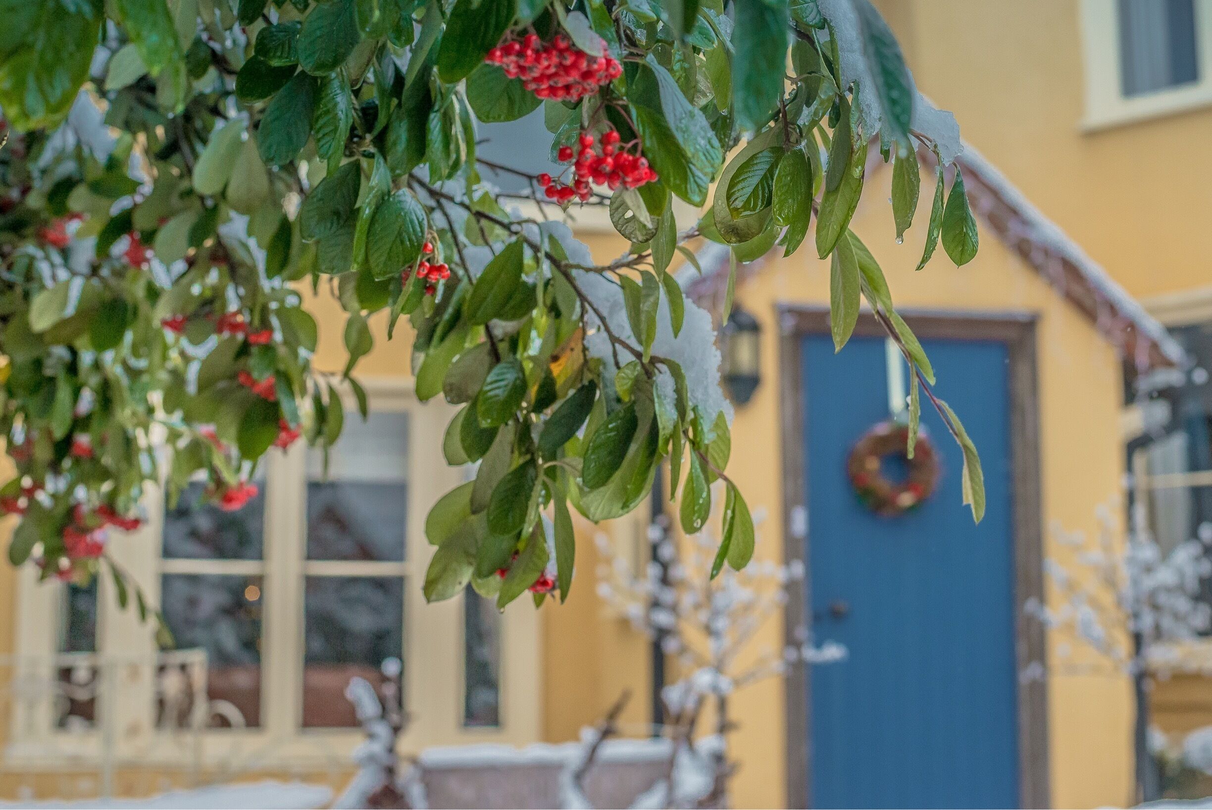 Christmas time at Pebmarsh, a gem of a village, lying in the glorious area of Essex countryside northeast of Halstead. The parish can boast several Tudor farms and houses, but the church has many older treasures including a brass dating from the 1300s. There are believed to be only about 16 surviving from this early date and this one depicts Sir William Fitzralph who fought in the wards of Edward I against the Scots.

#uk #britain #england #christmas #december #winter #red