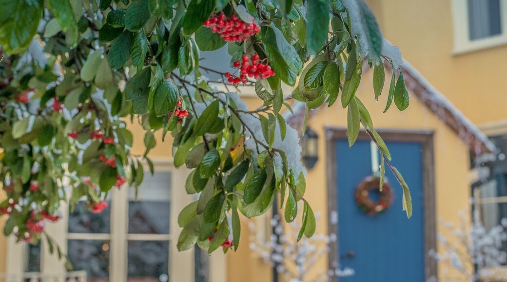 Christmas time at Pebmarsh, a gem of a village, lying in the glorious area of Essex countryside northeast of Halstead. The parish can boast several Tudor farms and houses, but the church has many older treasures including a brass dating from the 1300s. There are believed to be only about 16 surviving from this early date and this one depicts Sir William Fitzralph who fought in the wards of Edward I against the Scots.
#uk #britain #england #christmas #december #winter #red