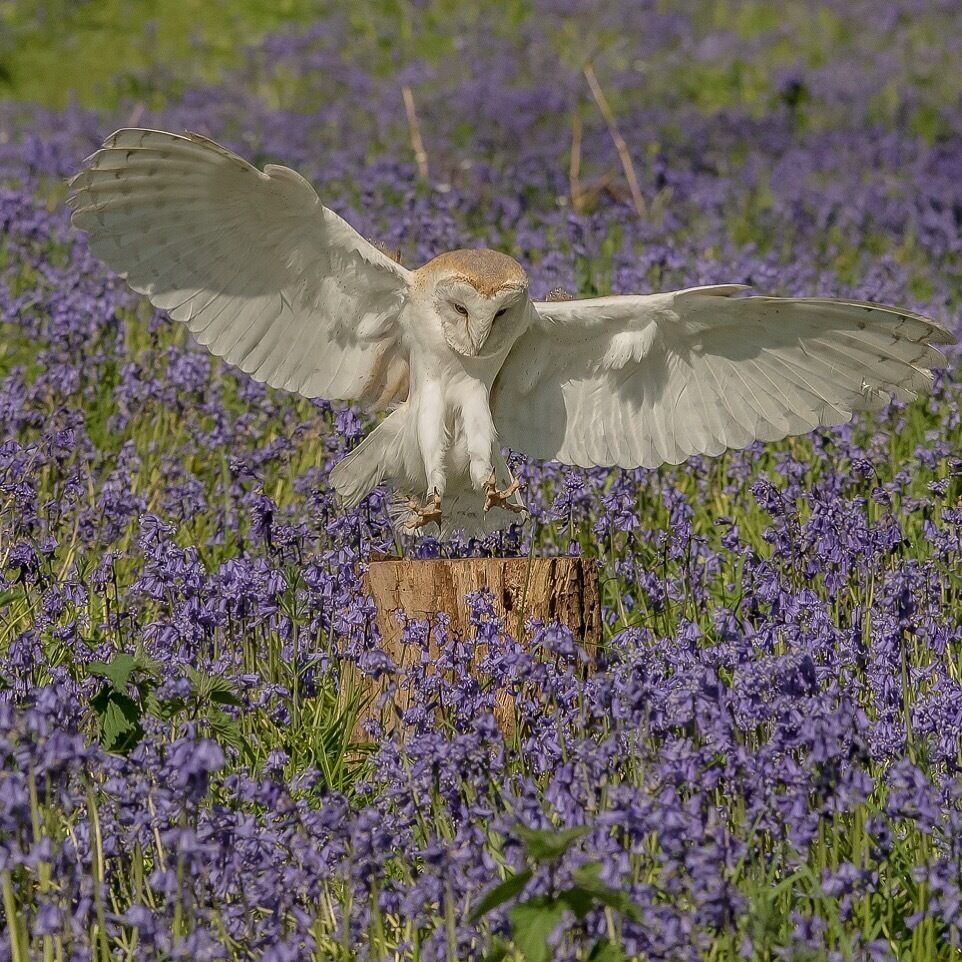 Spring is a fantastic opportunity to see wildlife amongst bluebells 

#Wildlife #owl #britain #uk #England #suffolk #bluebells #spring #barnowl #nature #purple  #nature #birds