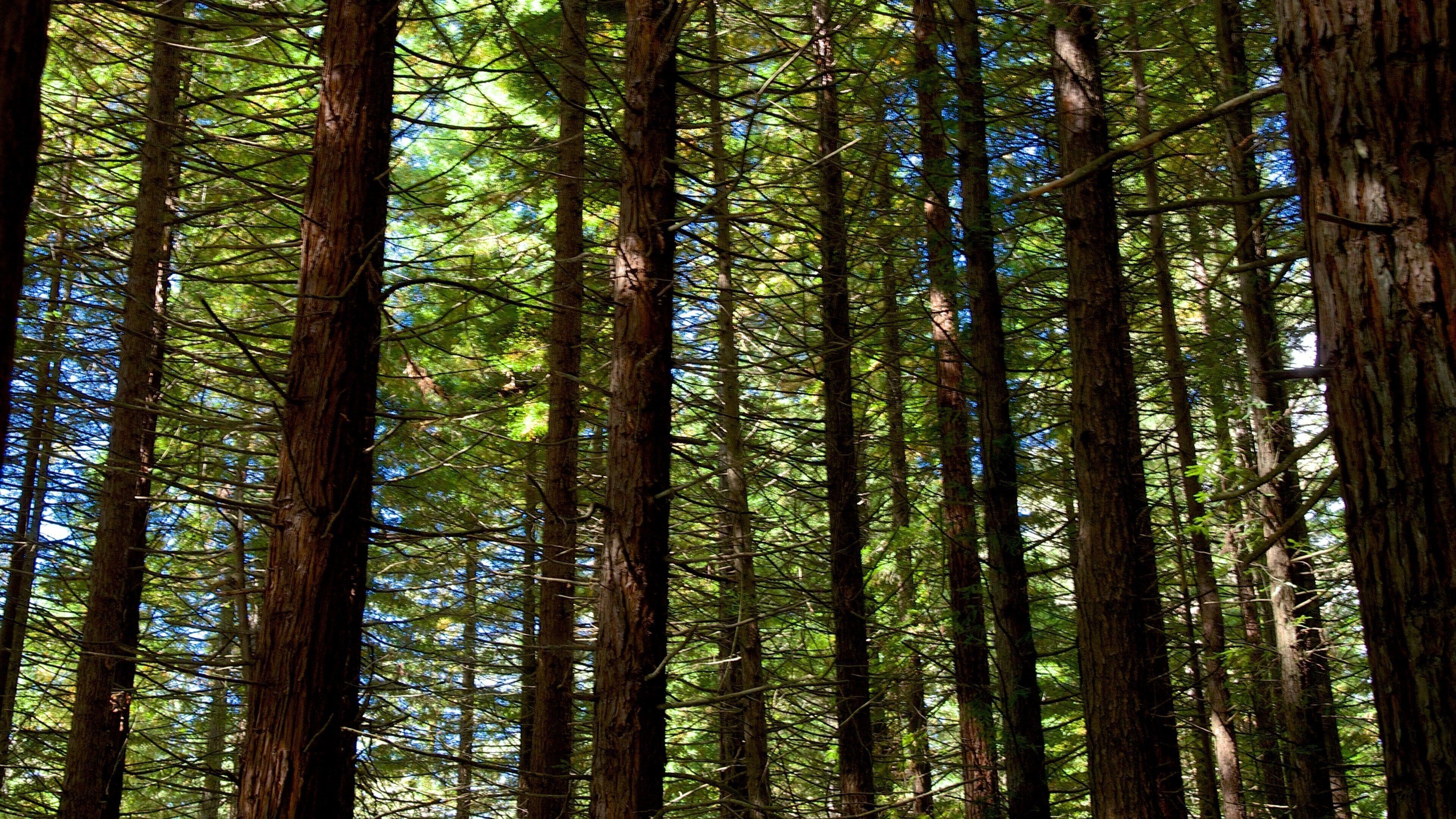 Redwoods Whakarewarewa Forest featuring forests