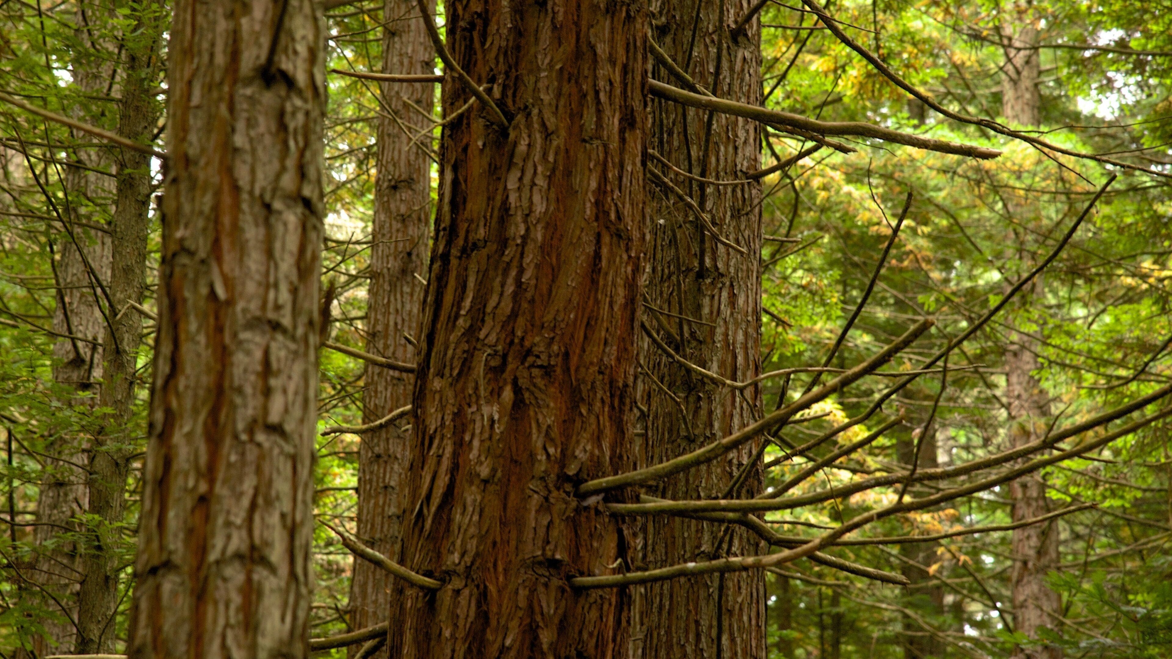 Redwoods Whakarewarewa Forest Tours - Book Now | Expedia