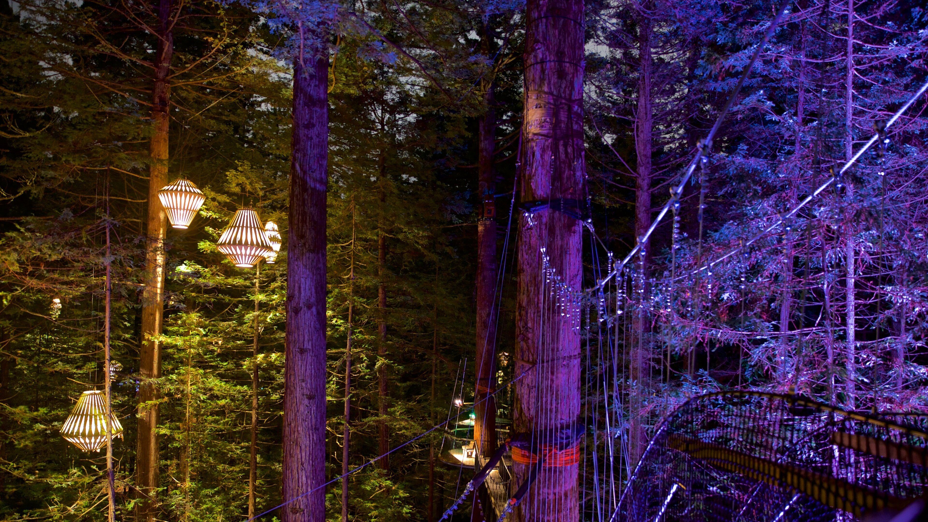 Redwoods Whakarewarewa Forest featuring night scenes and forests