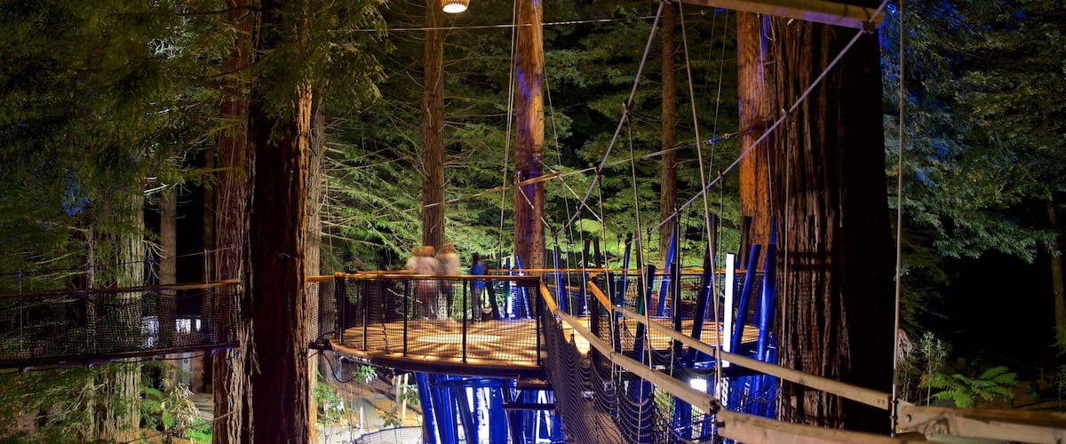 Redwoods Whakarewarewa Forest which includes forests, night scenes and a suspension bridge or treetop walkway
