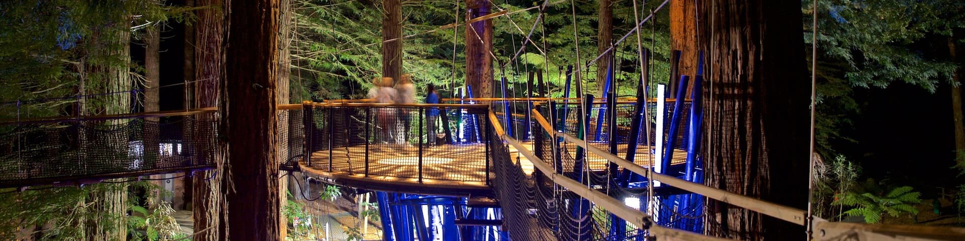 Redwoods Whakarewarewa Forest which includes forests, night scenes and a suspension bridge or treetop walkway