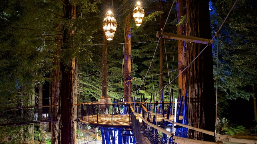 Redwoods Whakarewarewa Forest which includes forests, night scenes and a suspension bridge or treetop walkway